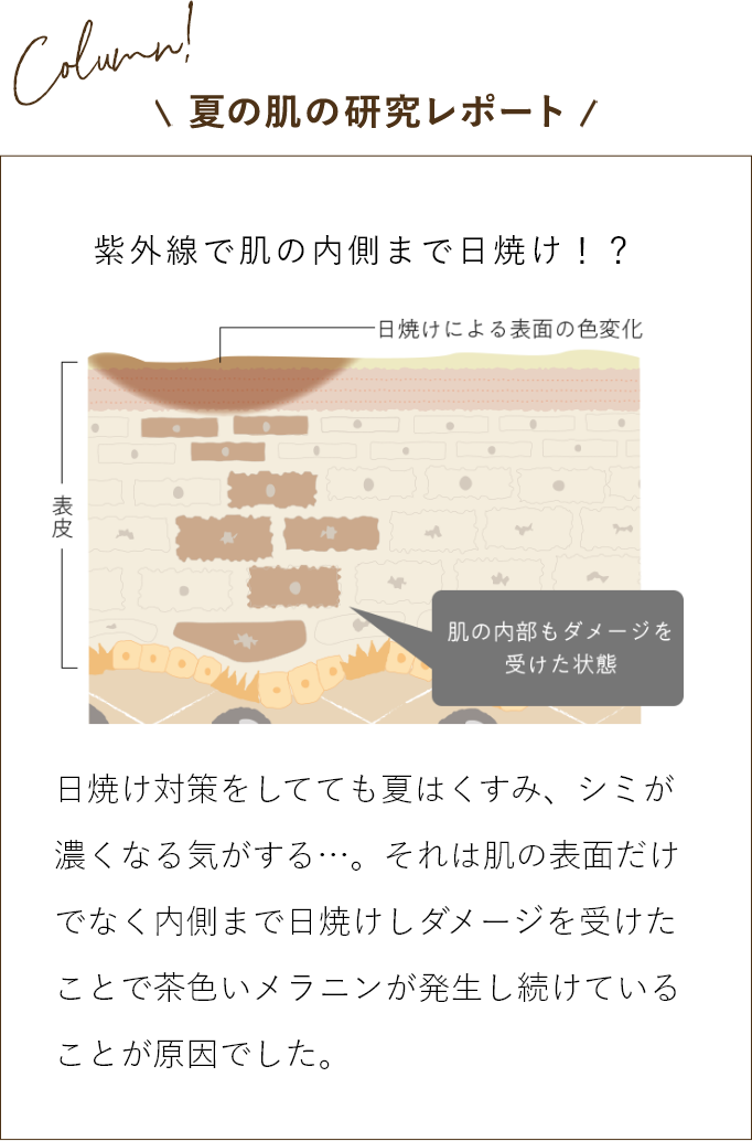 夏の肌の研究レポート　紫外線で肌の内側まで日焼け!?　日焼け対策をしてても夏はくすみ、シミが濃くなる気がする・・・。それは肌の表面だけではなく内側まで日焼けしダメージを受けたことで茶色いメラニンが発生し続けていることが原因でした。