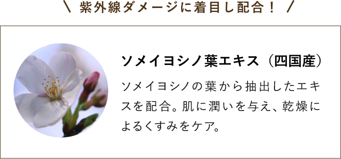 紫外線ダメージに着目し配合！ソメイヨシノ葉エキス（四国産）
