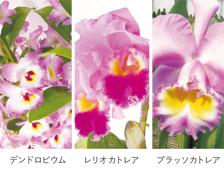 デンドロビウム レリオカトレア ブラッソカトレア
