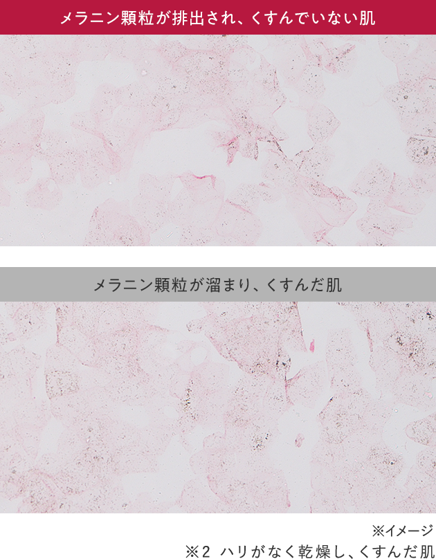 オートファジー比較2