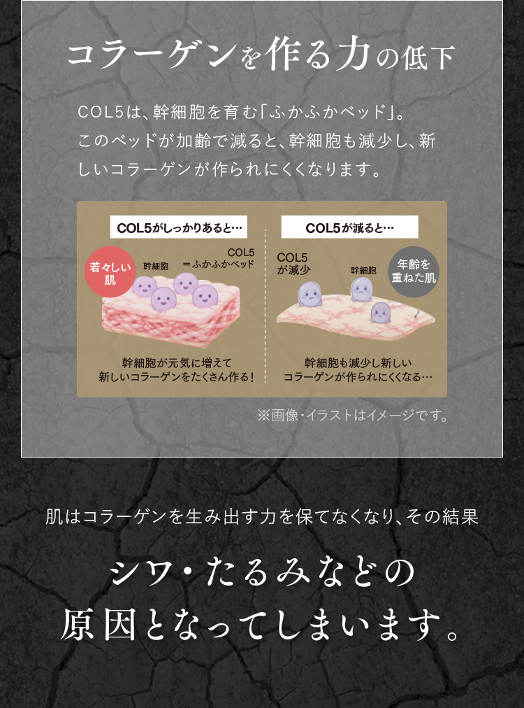 コラーゲンを作る力の低下 肌はコラーゲンを生み出す力を保てなくなり、その結果 シワ・たるみなどの原因となってしまいます。